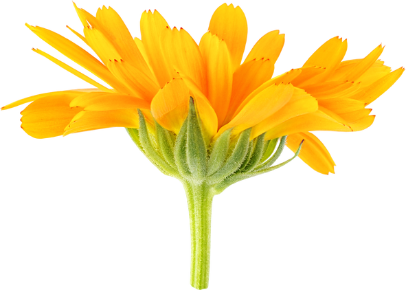 Marigold (Calendula) Flower Head