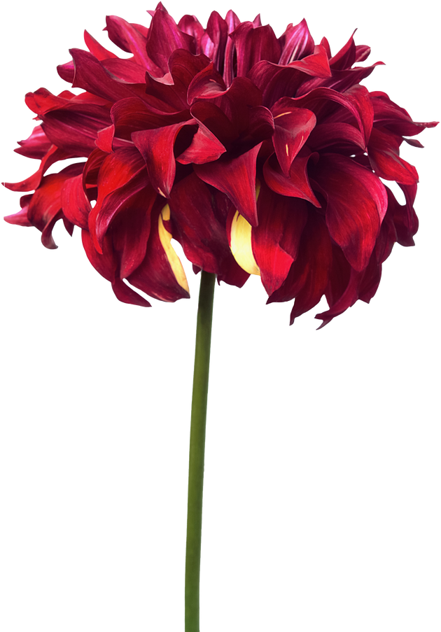 Red dahlia isolated on white, exotic flower for your design.
